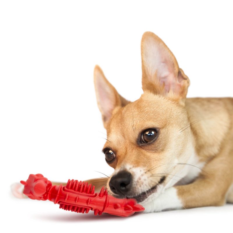 Jeffers Natural Rubber Red Seahorse Dog Dental Chew Toy for Healthy Chewing Habits - Image 2