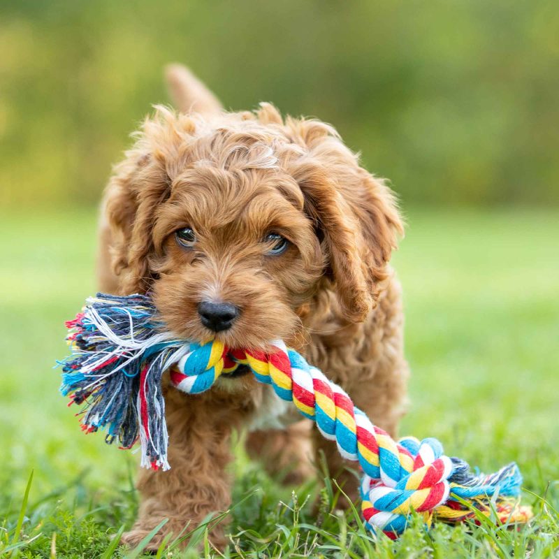 Jeffers Multi-Colored Braided Rope Bone Tug Toy for Dogs - Image 4