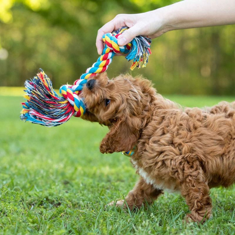 Jeffers Multi-Colored Braided Rope Bone Tug Toy for Dogs - Image 2